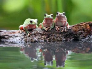 قصه انگلیسی گروهی از قورباغه‌ها با ترجمه فارسی (A group of frogs)