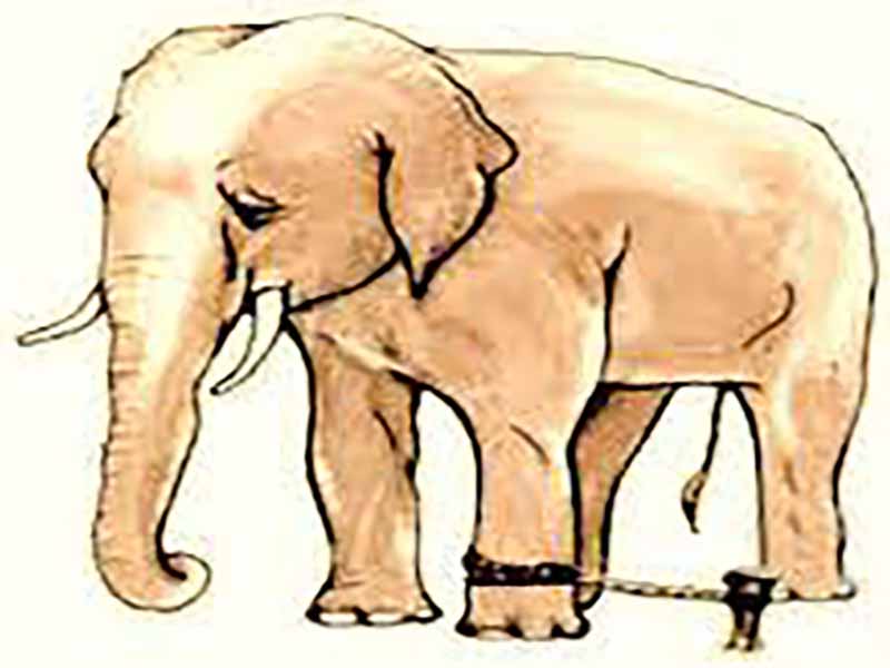 داستان فیل و طناب نوشته پائلو کوئیلو با ترجمه (The elephant and the rope )