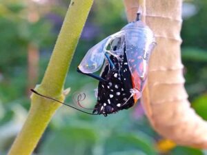 قصه انگلیسی پروانه و پیله به همراه ترجمه (butterfly & the cocoon)