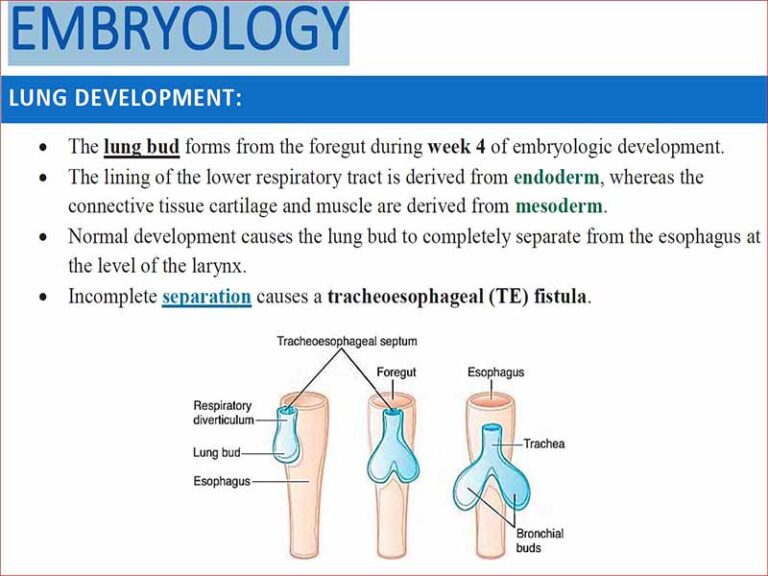 دانلود کتاب جنین شناسی – رشد ریه