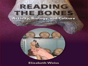 دانلود کتاب مطالعه استخوان ها – فعالیت، زیست شناسی و فرهنگ