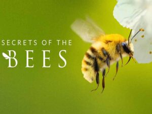 دانلود آرشیو زیرنویس انگلیسی سریال Secrets of the Bees